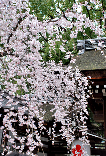 blog-phot-sakura1.jpg