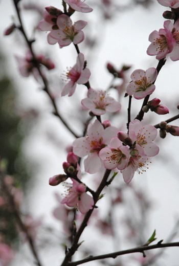 blog-phot-sakura2.jpg